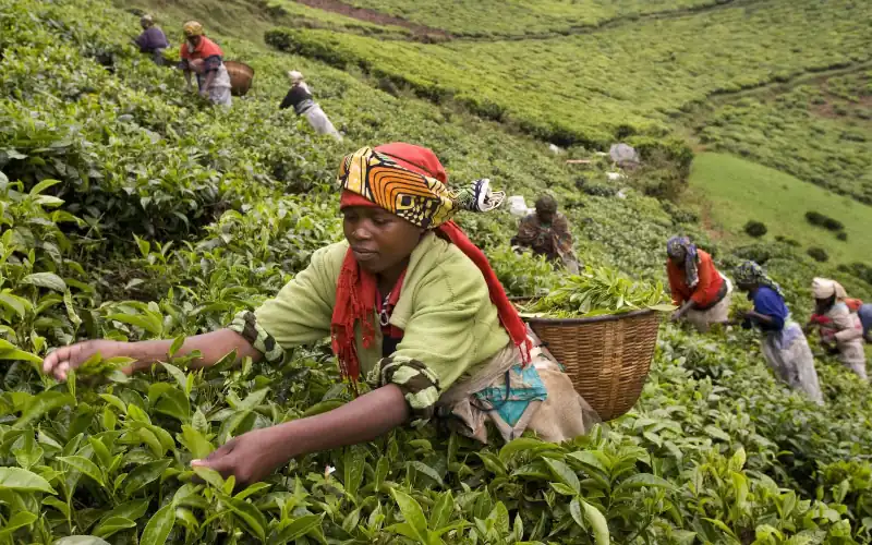 Kenya : déficit budgétaire limité à 4,5 % du PIB et plan quinquennal pour dynamiser les exportations de thé